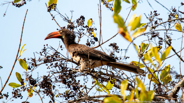 Southern yellow-billed hornbill perched on a fruiting branch against blue sky.