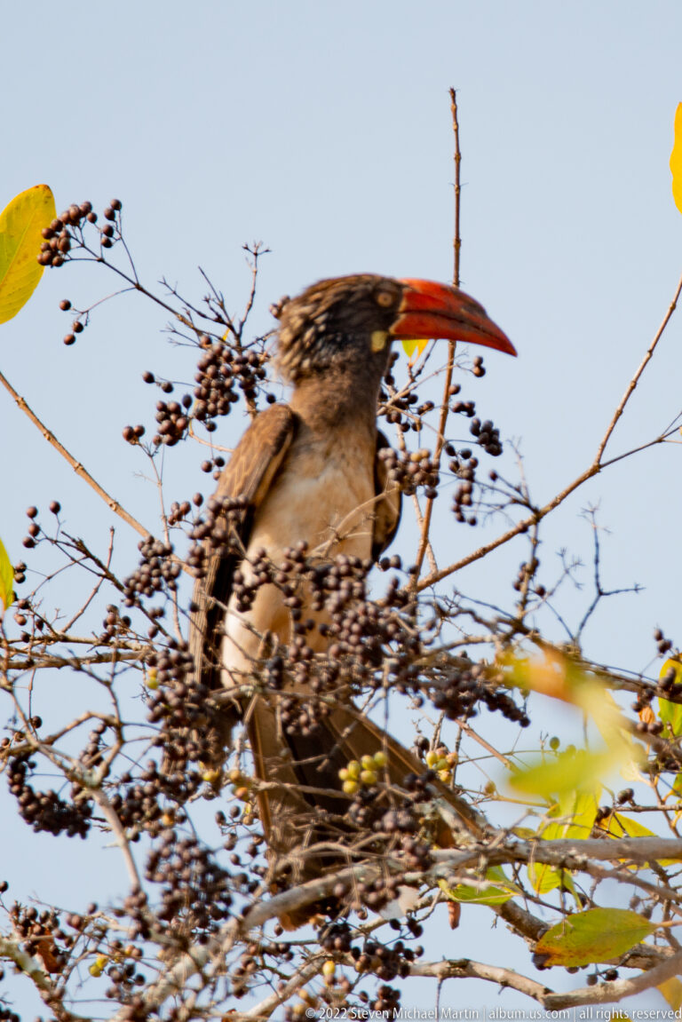 Southern red-billed hornbill among thin fruiting branches, with its long red-orange bill visible in profile.