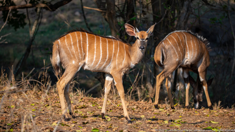 Two chestnut female nyala with white body stripes standing in shaded woodland.