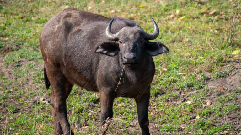 African buffalo facing the camera on green ground with vegetation hanging from its mouth.