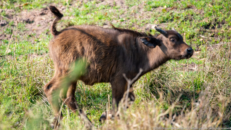 Young African buffalo calf walking through green and dry grass in side profile.