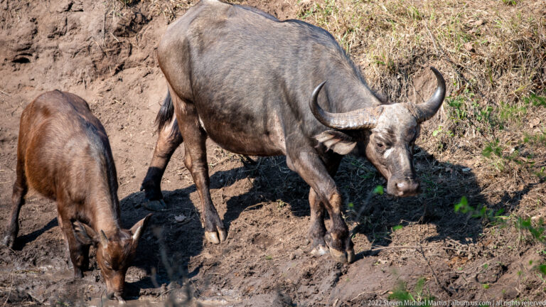 Adult African buffalo and calf standing together on churned muddy ground in dry woodland.
