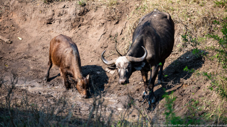 Adult African buffalo and reddish-brown calf standing beside muddy water at the base of an earthen bank.