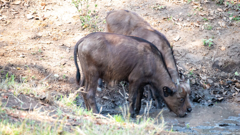 Two African buffalo standing together with heads lowered to drink from a small muddy pool.