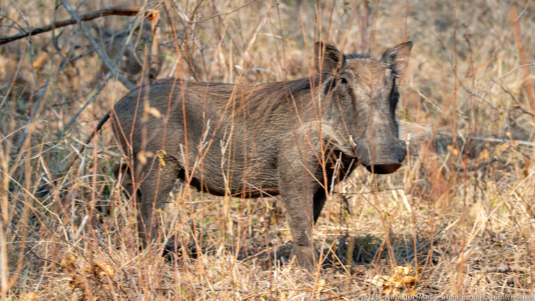 Common warthog standing among tall dry grass, with elongated face and coarse mane visible.