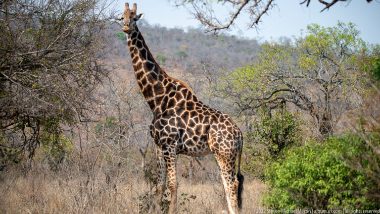 Full-body giraffe standing among shrubs and dry grass with a low wooded hillside in the background.