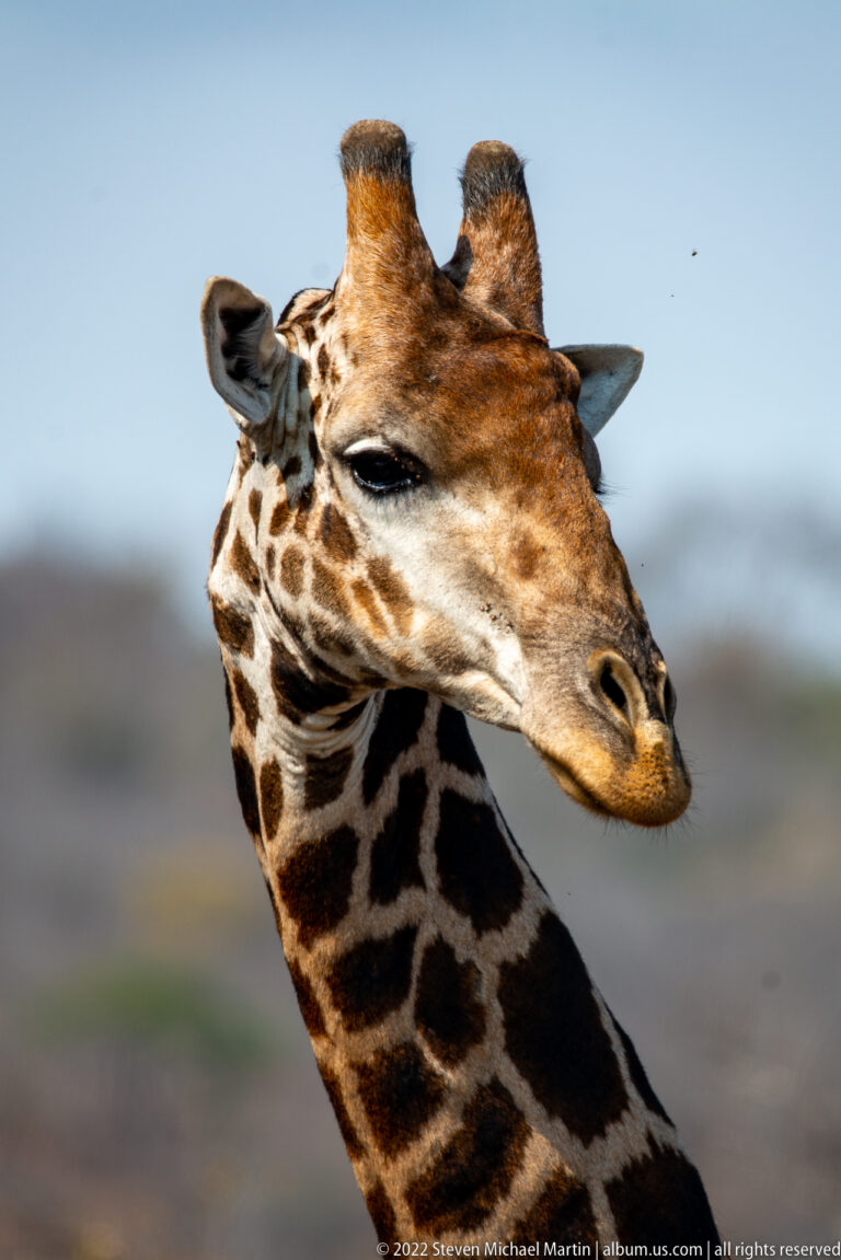 Close profile portrait of a giraffe showing ossicones, large ears, dark eye, and patterned muzzle.