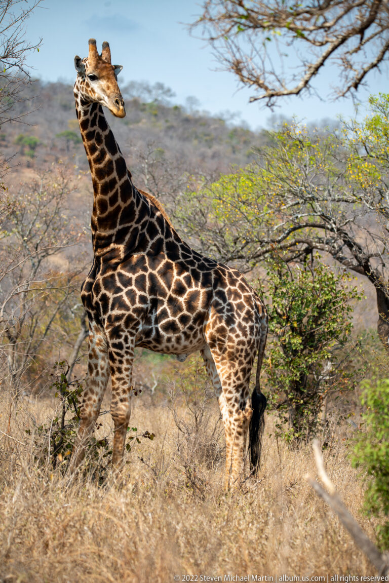 Full-body giraffe standing broadside among dry shrubs and low woodland.