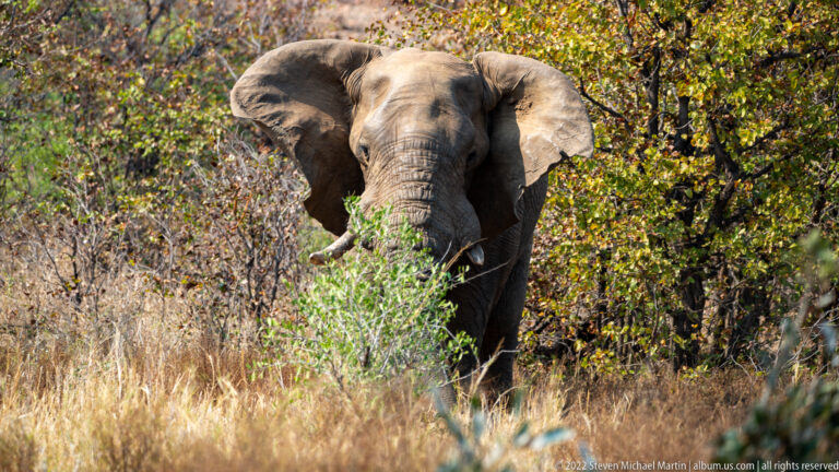 African bush elephant partly concealed behind a bright green shrub in dry grassland.