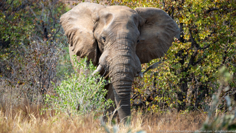 African bush elephant walking forward through dry grass and leafy scrub in Kruger National Park.