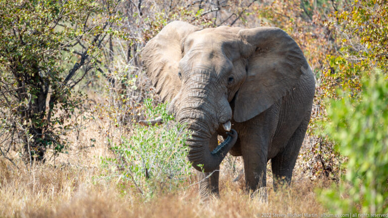 African bush elephant standing in dry grass with its trunk curled toward vegetation near its mouth.