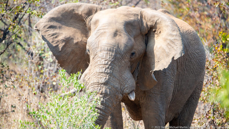 African bush elephant approaching through green brush with trunk lowered and one tusk visible.