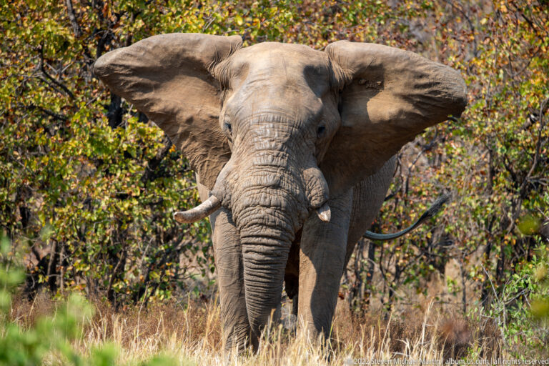 African bush elephant facing forward with both ears spread wide in dry woodland.