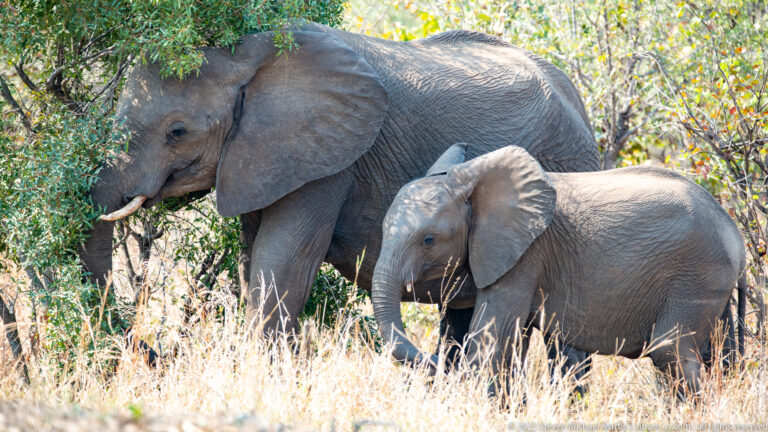 Adult and juvenile African bush elephants walking side by side through tall dry grass.