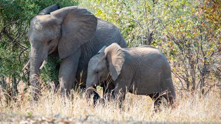 Adult and juvenile African bush elephants walking together through dry grass beside dense shrubs.