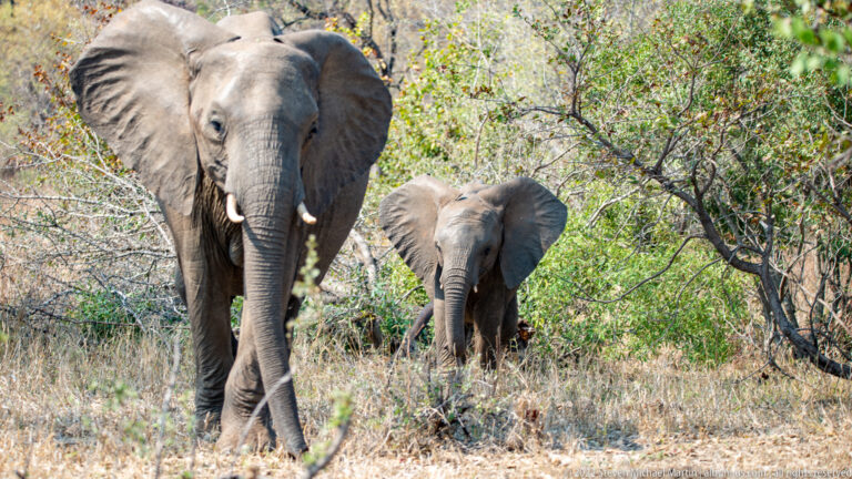 Adult African elephant with tusks walking ahead of a smaller juvenile through scrubby woodland.