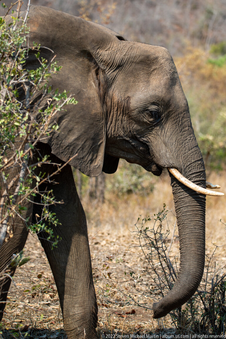 Tusked African bush elephant walking broadside with the tip of its trunk curled upward.