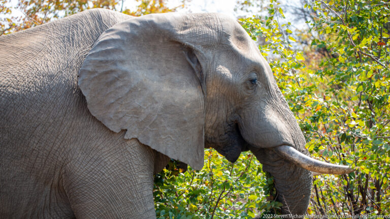 Close side portrait of an African bush elephant showing wrinkled skin, large ear, eye, and long tusk.