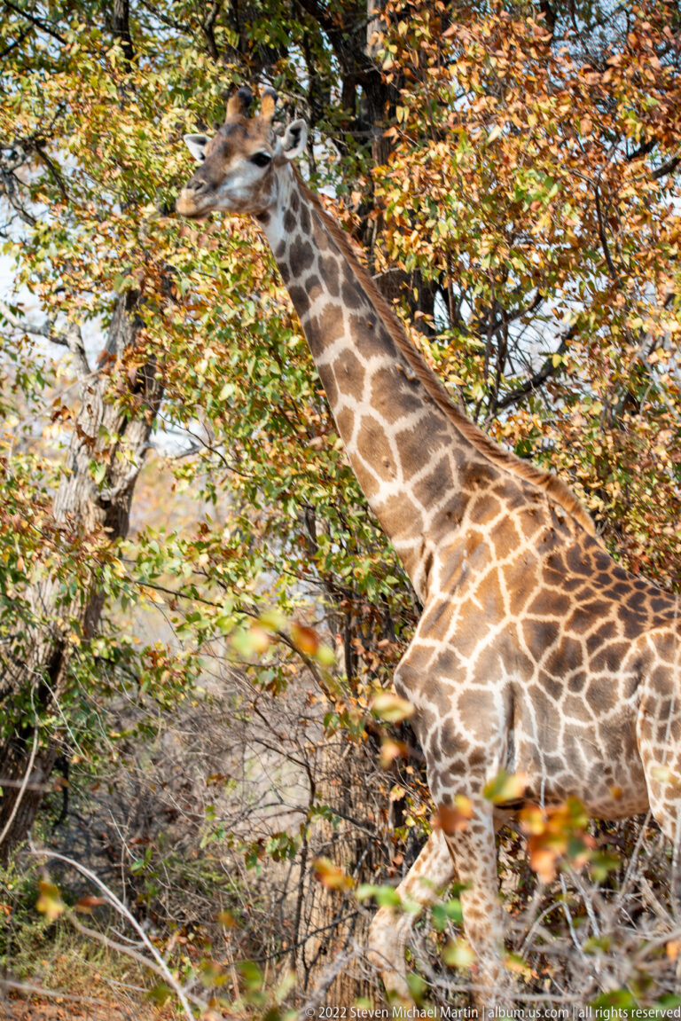 Giraffe walking broadside through mixed dry-season woodland with its neck extended forward.