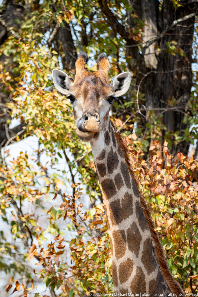 Close portrait of a giraffe head and patterned neck against leafy woodland.