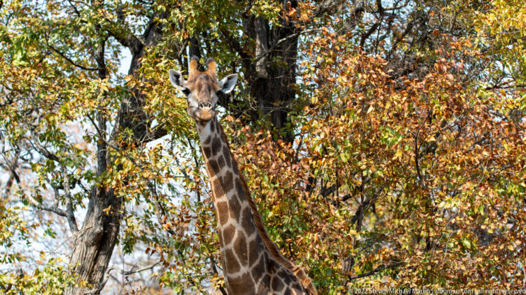 Frontal giraffe portrait with long neck rising through dense woodland foliage.