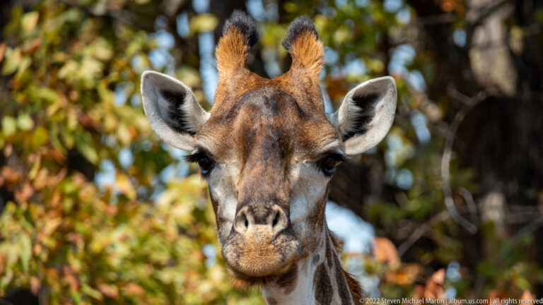 Frontal close portrait of a giraffe showing ossicones, large ears, eyes, and broad muzzle.