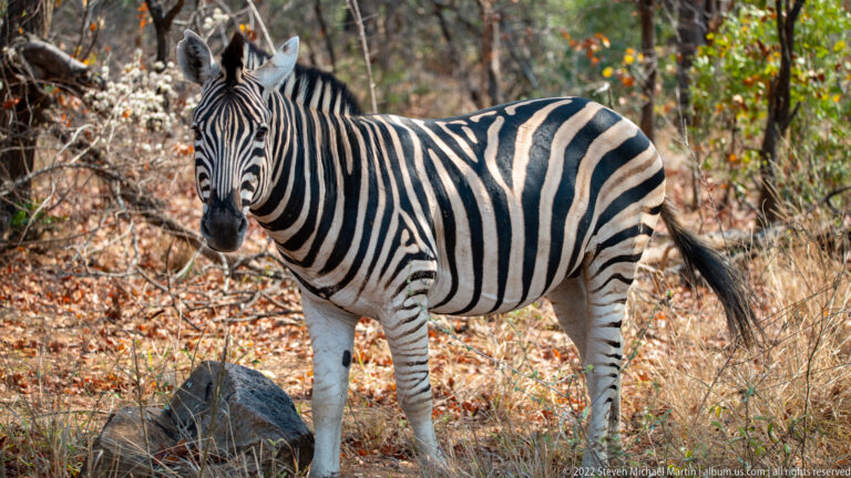 Full-body plains zebra standing in dry woodland beside a dark rock and fallen leaves.