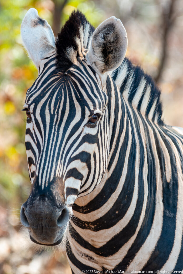 Close facial portrait of a plains zebra showing intricate stripes around its eye, muzzle, and mane.