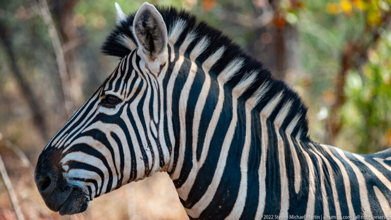 Close side portrait of a plains zebra showing black-and-white facial stripes and an erect mane.