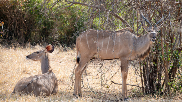 Two female greater kudus in woodland, one standing under shrubs and the other lying in dry grass.