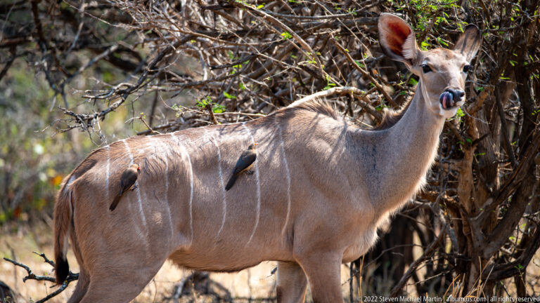 Female greater kudu standing in woodland with two red-billed oxpeckers perched on her flank.