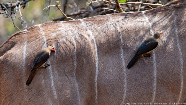 Two red-billed oxpeckers perched on the striped gray flank of a greater kudu.