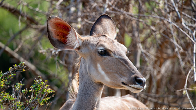 Close portrait of a hornless female greater kudu with large ears and long narrow muzzle.