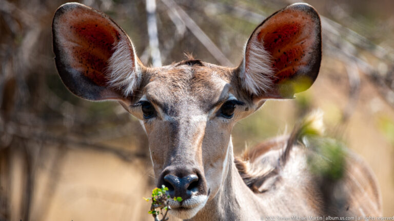 Female greater kudu facing forward with large ears and a sprig of green browse at her mouth.