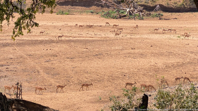 Large herd of impalas spread across a dry open floodplain with sparse trees.