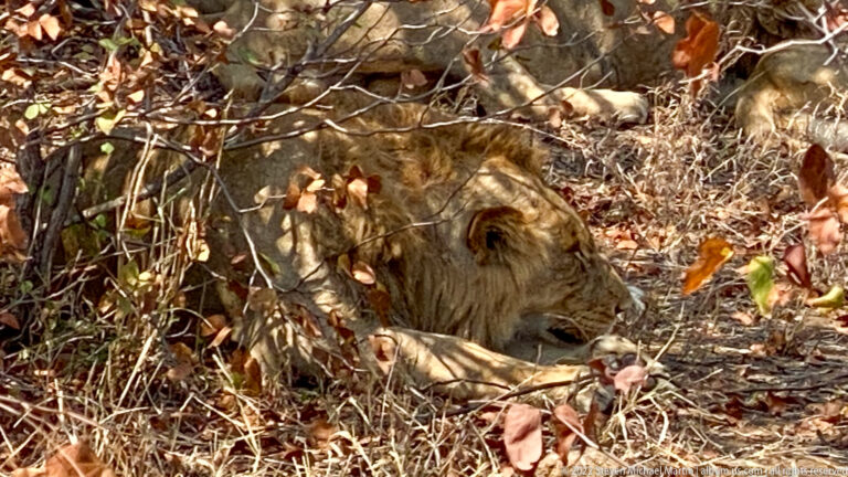 Lioness resting in dry leaf litter under tangled branches, with head and foreleg visible.