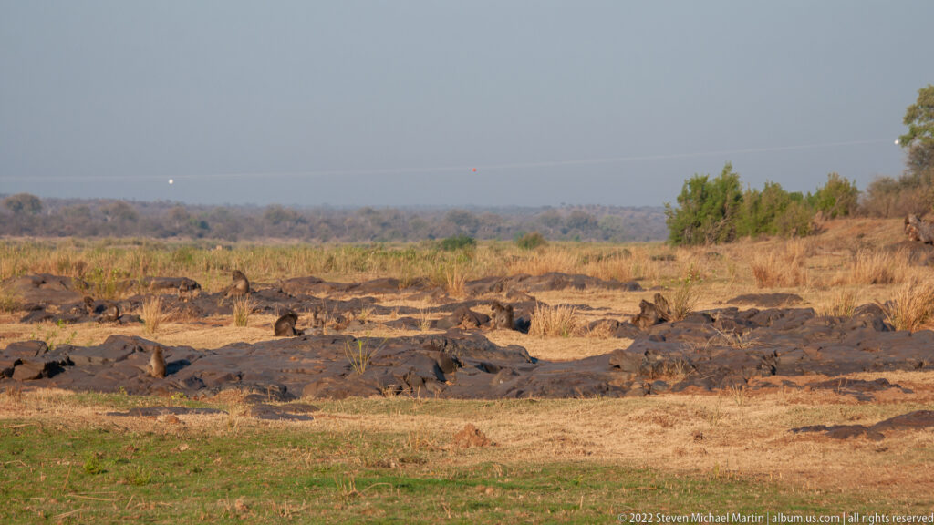 Several hippopotamuses rest among dark rocks beside a shallow river bordered by dry grass and sparse trees.