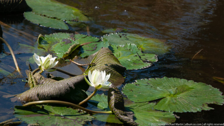 Two white water-lily flowers rise among broad green floating leaves in dark, still water.