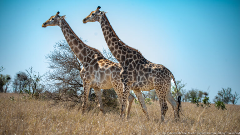 Two giraffes stand side by side in dry savanna, their long necks rising together against a blue sky.