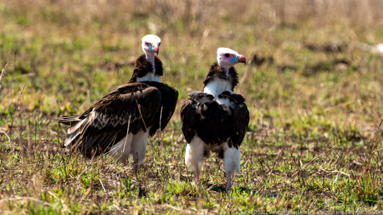 Two white-headed vultures stand on open ground, showing pale heads, dark bodies, and white lower underparts.