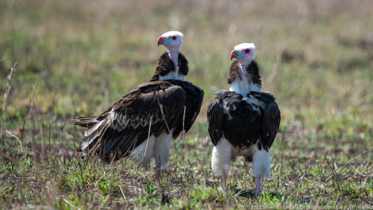 Close pair of white-headed vultures standing in grass, with pale heads, reddish faces, and dark feathered bodies.