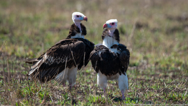 Two white-headed vultures stand in low grass, one angled left and the other facing forward.
