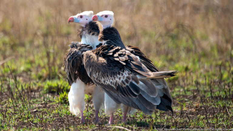 Rear view of two white-headed vultures standing together, their pale heads turned in opposite directions.
