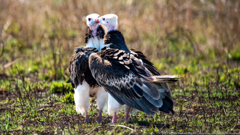 Two white-headed vultures stand close together from behind, with layered wing feathers and pale heads turned left.