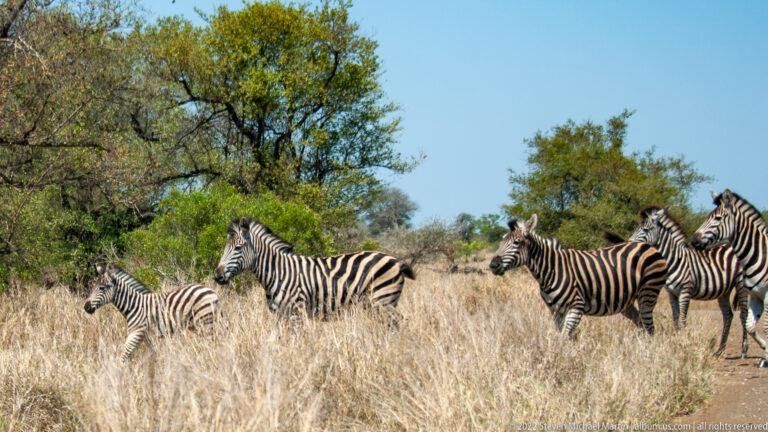 Small herd of zebras stands in tall dry grass beside green woodland, with individuals facing different directions.