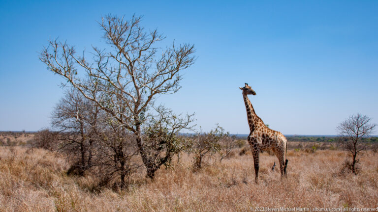 Single giraffe stands beside a leafless tree in dry savanna beneath a cloudless blue sky.