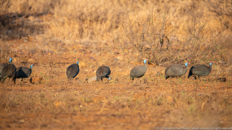 Flock of helmeted guineafowl walks and forages across dry reddish ground with sparse grass.