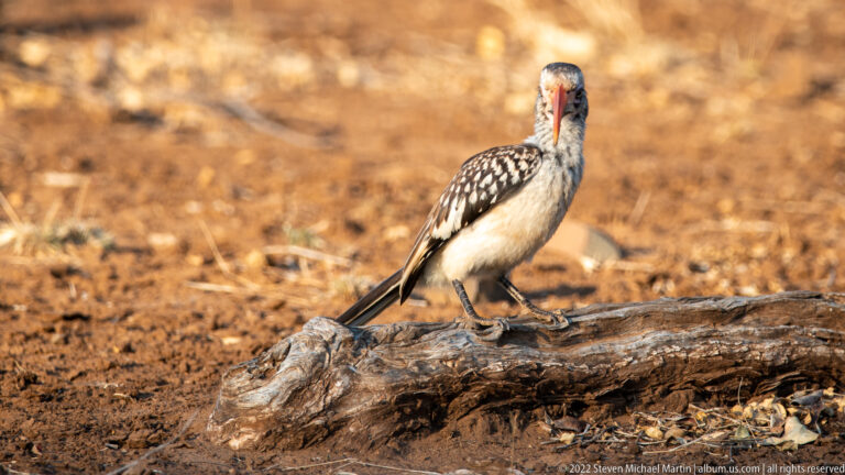 Southern yellow-billed hornbill stands on a fallen log, showing a long yellow-orange bill and spotted black wings.