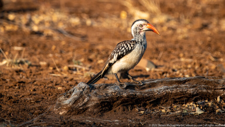 Profile view of a southern yellow-billed hornbill perched on a fallen log against a blurred brown background.
