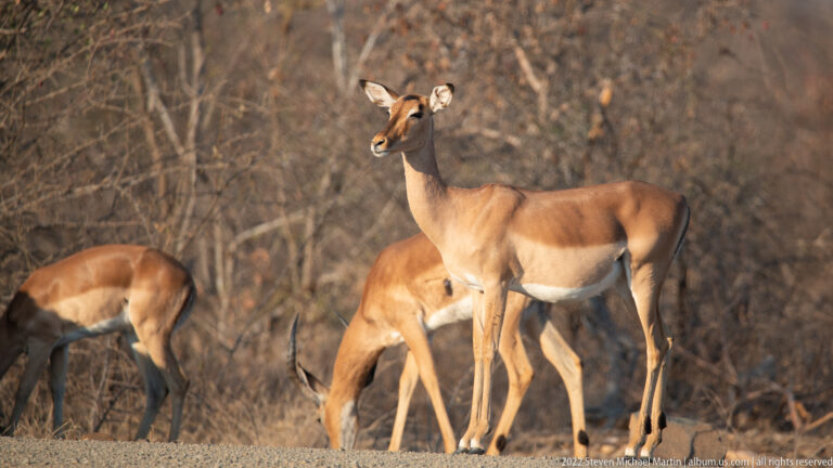Female impala stands alert while other impalas graze around her in dry brush.